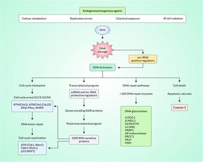 Investigating the Anticancer Potential of Salvicine as a Modulator of Topoisomerase II and ROS Signaling Cascade